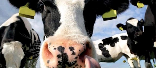 Agrarisch | Voor dak, gevel en totaalbouw